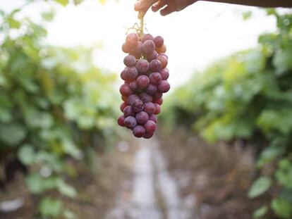 Lo que diferencia a una uva de comer de una para hacer vino