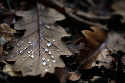 Gotas de lluvia en una hoja caída en Vertou cerca de Nantes (Francia), 21 de octubre de 2014.