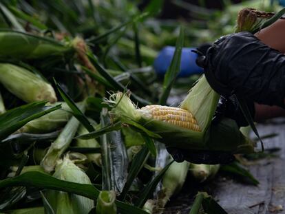 Un trabajador desgrana maíz durante una cosecha en una granja en Lansing, Michigan (EE UU), el 12 de agosto de 2021.
