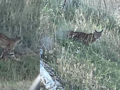 Dos imágenes del lince visto en Sevilla La Nueva (Madrid) el domingo.