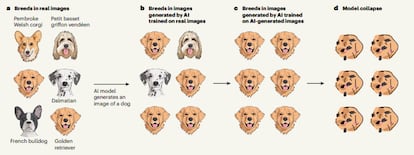 Entrenamiento de un modelo de inteligencia artificial con imágenes generadas con sus propios resultados, según el News&views de Nature de la autora Emily Wenger, profesora de Ingeniería Eléctrica e Informática de la Universidad de Duke, en Carolina del Norte.