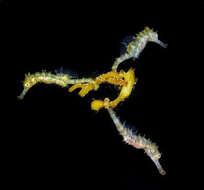 Alevines de caballito de mar fotografiados en Blairgowrie Pier, Victoria (Australia).