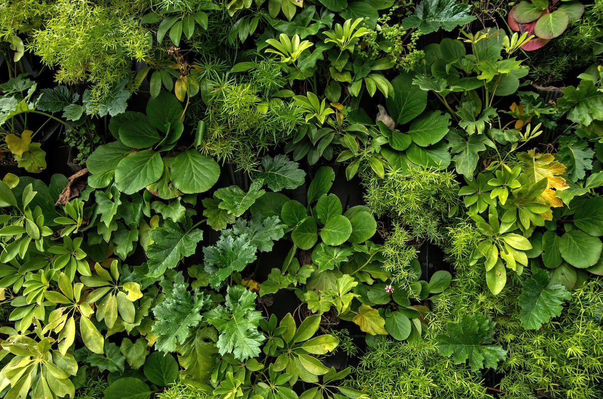 Todo lo que cuentan las hojas de las plantas