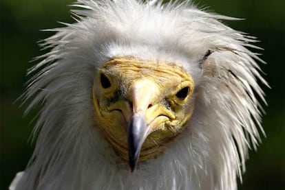 Buitre Blanco, también conocido como alimoche.