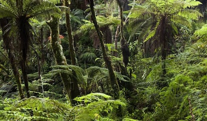 La mayor parte de Haití debió ser una selva como la que se conserva en la zona montañosa de Macaya.