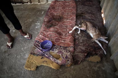 Un trabajador palestino vigila a un bebé ciervo, que descansa sobre colchones, antes de ser evacuado desde el zoo de Khan Younis, al sur de Gaza. Los animales provenían de países como Sudán, Líbia, Egipto y Sudáfrica.