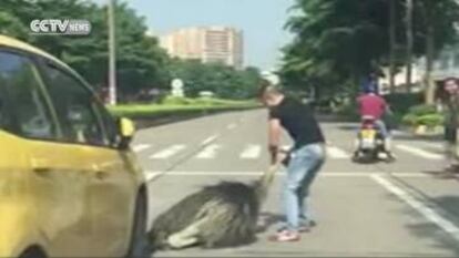 Un hombre golpea al avestruz para apartarlo de la carretera en China.