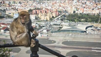 La pista del aeropuerto de Gibraltar vista desde la alto del Peñón con la Línea de la Concepción (Cádiz) y un macaco en primer plano, en enero pasado.