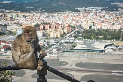 La pista del aeropuerto de Gibraltar vista desde la alto del Peñón con la Línea de la Concepción (Cádiz) y un macaco en primer plano, en enero pasado.