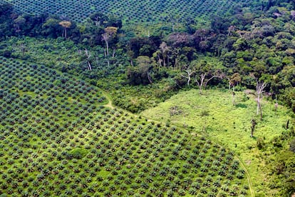 Vista área de una plantación industrial de aceite de palma de la compañía PHC en Ingende, en RDC. Un remanente de bosque tropical resiste entre los monocultivos.