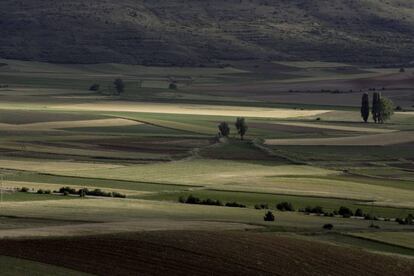 Campos sembrados de espelta. J. C. CAPEL