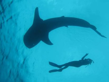 Un submarinista nada junto a un tiburón ballena.
