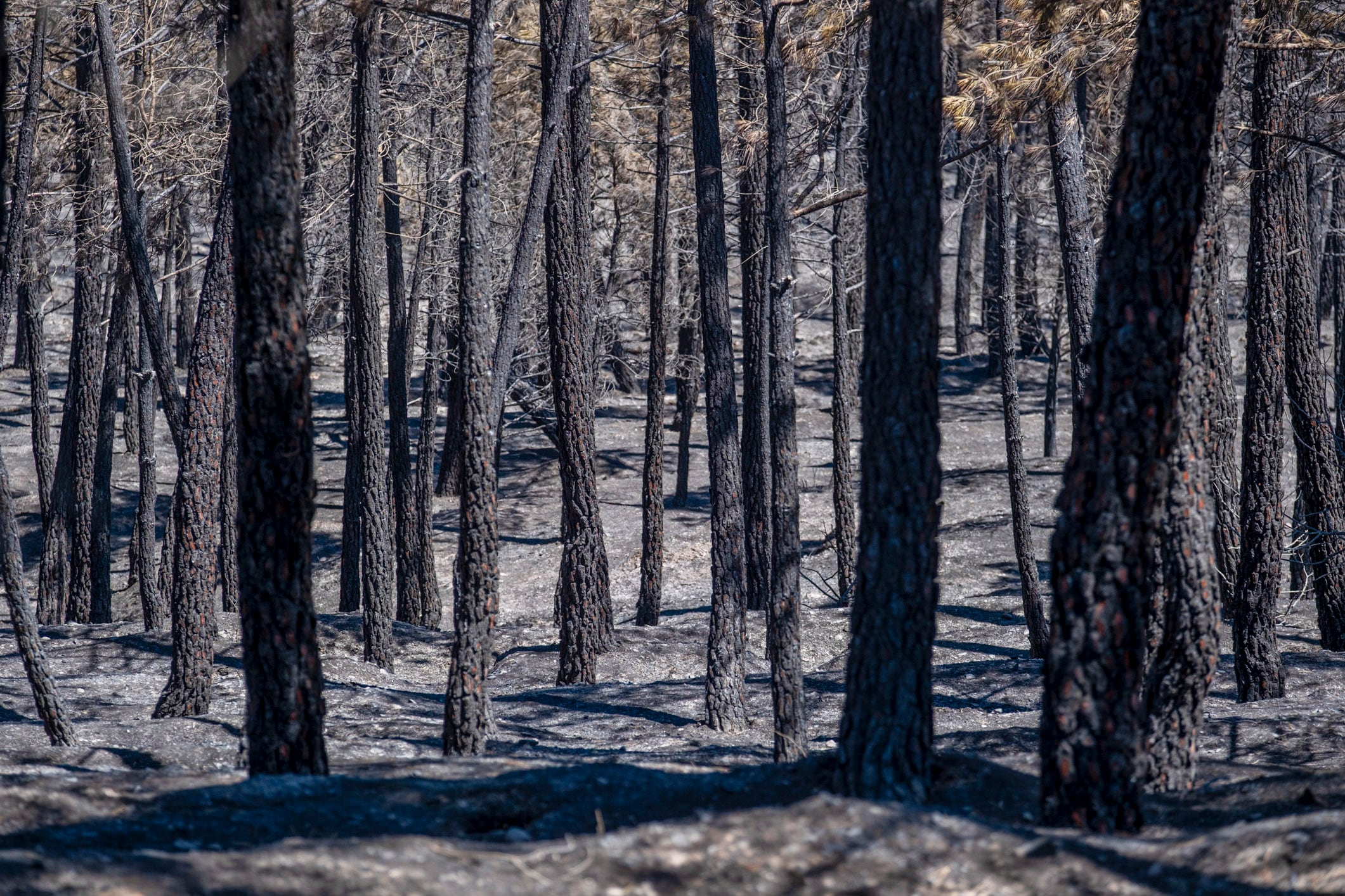The La Mierla fire (Guadalajara) affects 16,000 hectares in four days with 20 towns evacuated The La Mierla fire (Guadalajara) affects 16,000 hectares in four days with 20 towns evacuated