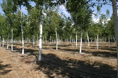 Una plantación de Bosques Naturales, en 2005