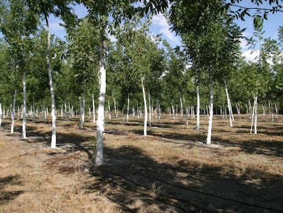 Una plantación de Bosques Naturales, en 2005