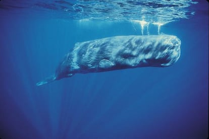 Los ruidos que produce el hombre en los océanos están relacionados con las colisiones de ballenas con embarcaciones. © François Gohier/Foto-Agentur Sutter