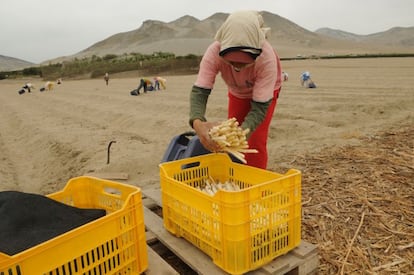 Cosecha de espárrago blanco en las pampas de Virú, en la costa norte de Perú.