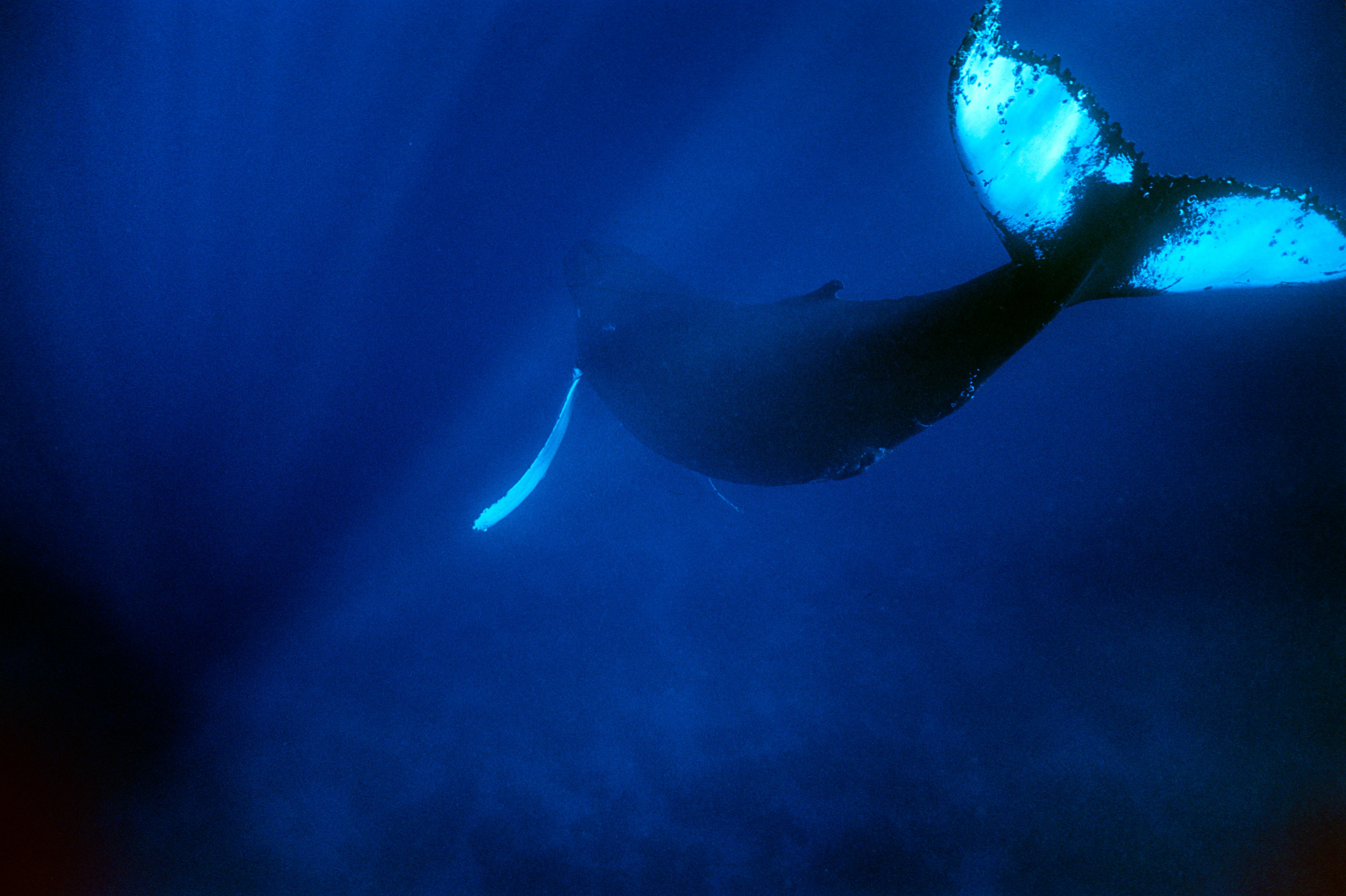 Una ballena jorobada del Atlántico en el santuario de ballenas de Silver Bank, República Dominicana.