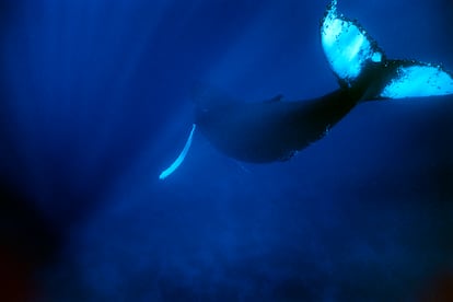 Tail, fluke, of an Atlantic humpback whale, Megaptera novaeangliae, Silver Bank Humpback Whale Sanctuary, Dominican Republic