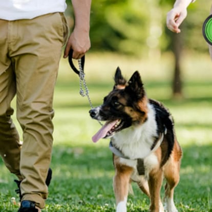 Con cuenco para perros