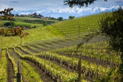 Campos de viñedos en Barolo, en la región italiana del Piamonte.