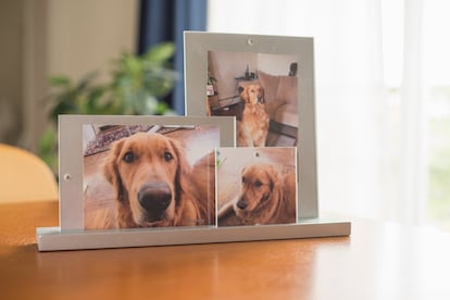 Retratos de un labrador enmarcados. Muchas personas que conviven con animales que enferman o mueren no encuentran apoyo en sus trabajos a la hora de pedir días libres para enfrentarse a la enfermedad o el duelo.