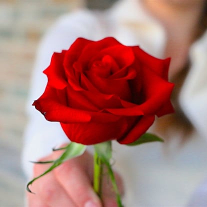 Artículo de EL PAÍS Escaparate sobre una rosa eterna para los que quieren flores que no se marchitan.
