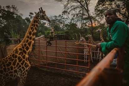 Ocho jirafas, el 7 de julio dentro del cercado donde permanecieron tras su captura, antes del traslado a su nuevo hogar. Los animales estuvieron 10 días en el pequeño recinto en una granja de Eldoret, para aclimatarse antes del largo viaje hasta la reserva de Ruko. 