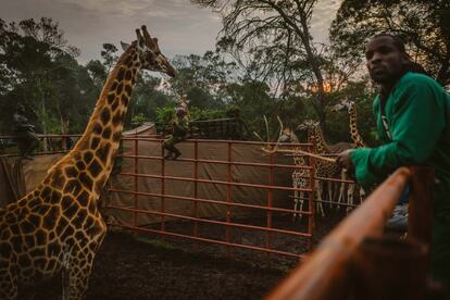 Ocho jirafas, el 7 de julio dentro del cercado donde permanecieron tras su captura, antes del traslado a su nuevo hogar. Los animales estuvieron 10 días en el pequeño recinto en una granja de Eldoret, para aclimatarse antes del largo viaje hasta la reserva de Ruko. 