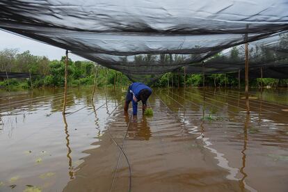 Una parcela inundada en Campeche, el 19 de junio.