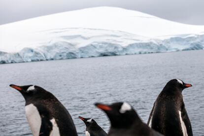 Pingüinos Papúa. Base Yelcho, Isla Doumer, Península Antártica. Miden entre 71 y 75cm y pesan unos 6kg.