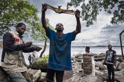 Los cazadores de murciélagos del Congo capturan hasta 150 ejemplares por día. Un producto muy popular en los mercados, que se vende por entre dos y cuatro dólares cada uno.