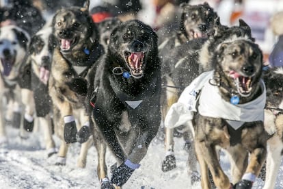 Tras recorrer más de 1.600 kilómetros entre Willow Lake y Nome (Alaska), la carrera de trineos con perros más exigente del mundo ya tiene finalista.En la iamgen, un equipo de perros corre por una de las calles de Anchorage (Alaska) durante el primera día de etapa, 1 de marzo de 2014.