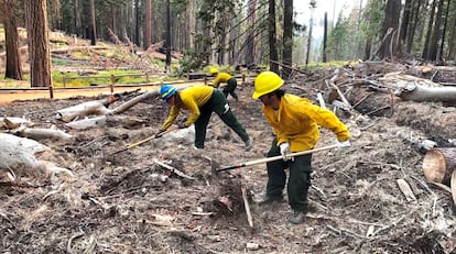 Trabajadores abren una brecha en el bosque para evitar que el fuego siga avanzando.