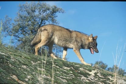 The Iberian wolf, which is reappearing in parts of Spain where it has not been seen for decades.  