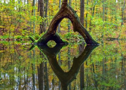 Vista de un árbol reflejado en el agua del parque natural de Schlaubetal, cerca de Seedichum (Alemania).