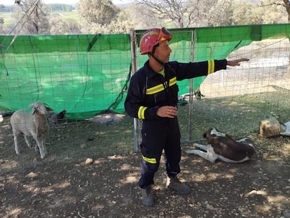 Javier Bodego, junto al mastín 'Coco' y dos ovejas de su granja.