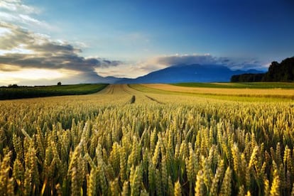 Campos de trigo no interior dos Estados Unidos.