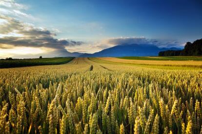 Campos de trigo no interior dos Estados Unidos.