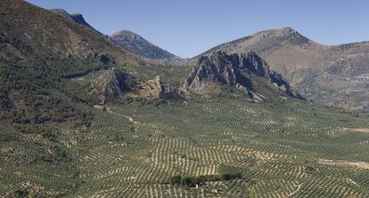 Olivares en Sierra Mágina (Jaén).