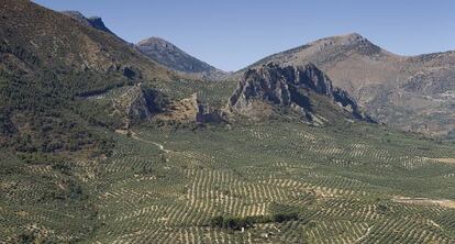 Olivares en Sierra M&aacute;gina (Ja&eacute;n).