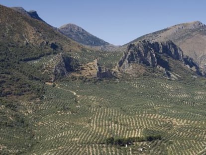 Olivares en Sierra M&aacute;gina (Ja&eacute;n).