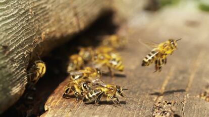 As abelhas são vitais em culturas como alfalfa, amêndoas, pepinos e morangos.