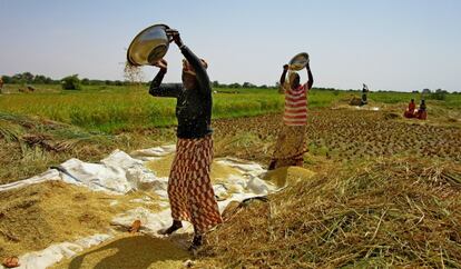 Dos mujeres aventan el arroz en la Isla A Morphil, cerca del río Senegal.