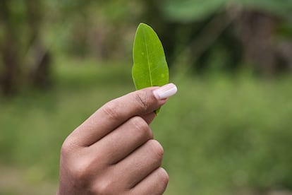 Una mujer sostiene hojas de coca en un cultivo en Nariño.