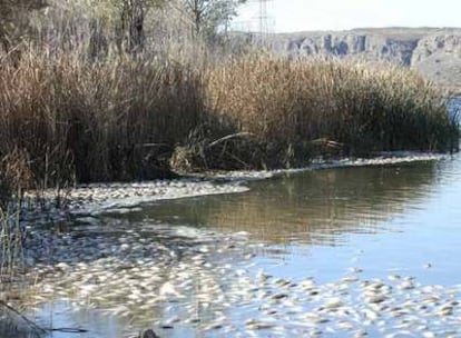 La laguna de El Porcal, donde se encontraron los peces muertos.