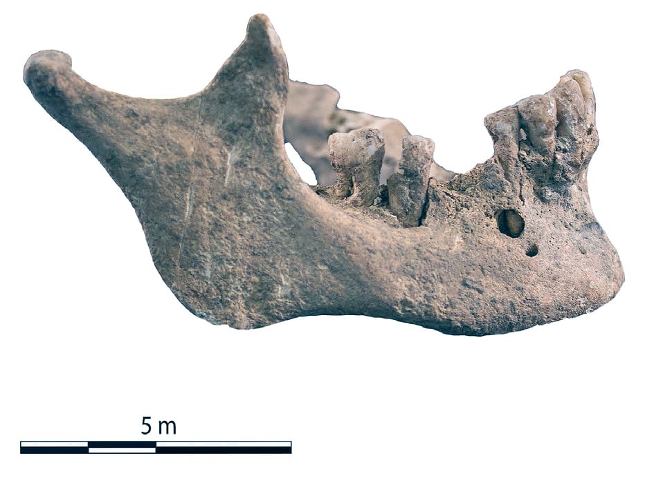 Mandíbula de la aristócrata germana hallada en el yacimiento de Hostalot.