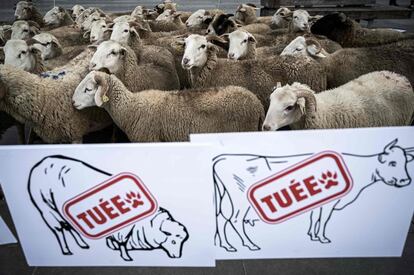 Un rebajo de ovejas durante una protesta de pastores contra el asesinato por lobos, en París (Francia).