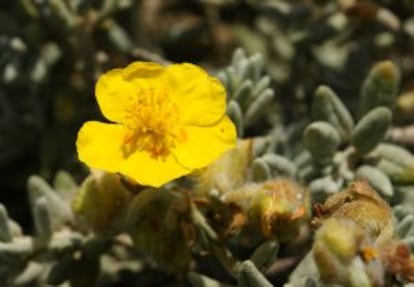 La flor de la jarilla de cabeza de gato.