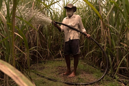 El norte de Río de Janeiro es una región donde predomina la agroindustria de la caña de azúcar. En la foto, tomada en diciembre de 2024, el agricultor Antonio Toledo riega su plantación de caña de azúcar.